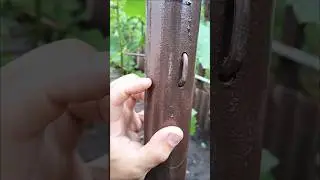 как натянуть проволоку на шпалере
