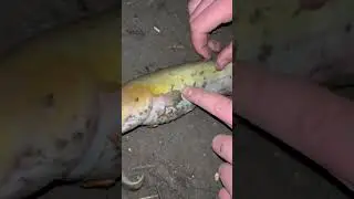 Сом альбинос! Кубанский! #shorts #short #fishing