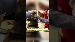 Ce pauvre chien retrouvé noyé 😔 