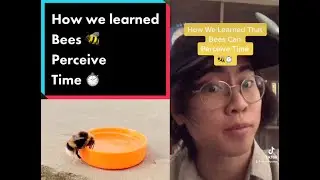 How We Learned that Bees Perceive Time 🐝⏱