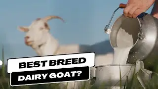 Which Dairy Goat Breed is the Best?