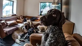 Photography doggie daycare :-)