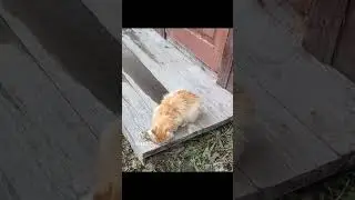Жду выходных... кота надо ловить и лечить.