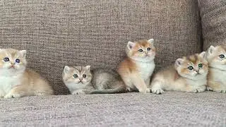 котята британская золотая шиншила
