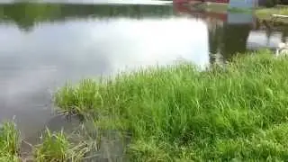 Бердянка в деревне Черная речка, недалеко от Червишево, водоем прям в поселке, верховка так и плещет