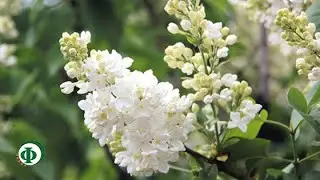 133 Белая сирень – для здоровья самая лучшая!