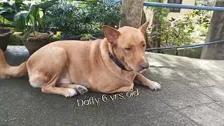 Daffy | Billie | Senggrang