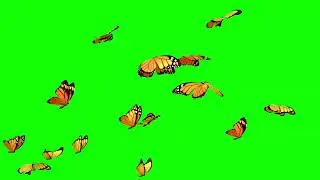 Butterfly Green Screen Video animation  | The Green Visuals