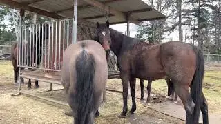 Klene Pipe horse feeder has paid for itself over and over
