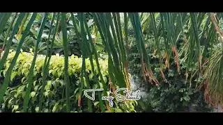 Tujh Pe Pyaar Aya | Rainy Day Status | Romantic Weather