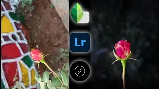 Flower (Rose) editing | background changing | Snapseed, Adobe Lightroom, Lens distortion | Nature