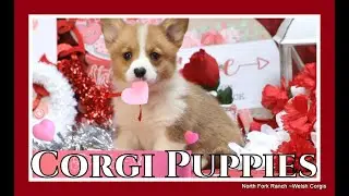CORGI PUPPIES ~Jinger+Toby'S #valentines  #corgis #animals #puppy #puppies #corgipuppy #dog  #cute