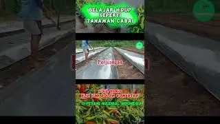 Belajar Hidup Seperti Cabai  - Filosofi Cabai