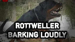 DOG BARKING LOUDLY | SOUND ROTTWELLER BARKING LOUDLY