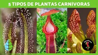5 PLANTAS CARNÍVORAS para CULTIVAR en CASA ✅