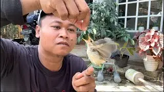 Tolong beritahu saya, cara merawat burung ini sampai gacor, ini sudah terlanjur saya rawat 😅😅😅