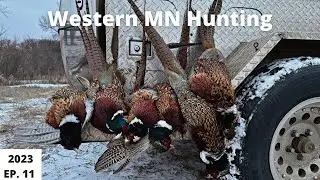 Western Minnesota Pheasant Hunting EP. 11