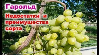 Обзорт сорта винограда ГАРОЛЬД. Преимущества и недостатки.