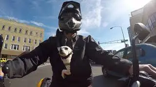 Tiny Dog. Big Adventure. 🐾 Her First Motorcycle Ride!