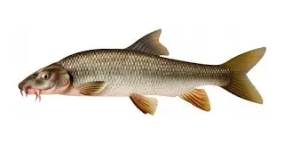 Ūsorius (dokumentika)
