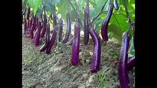 How To Grow Eggplant From Seed At Home (A Complete Step by Step Guide)