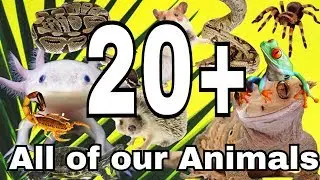 All of Our Animals (Update) 27+