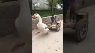 Bigo video(4)