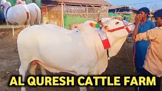 First Visit to Al Quresh Cattle Farm Season 2024
