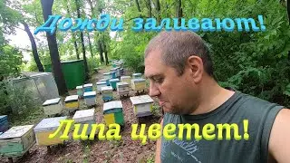 ✅ Липа цветет, а пчелы седят в ульях! Пасека на связи! #ПЧЕЛОВОДСТВО3