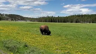 Yellowstone Bison