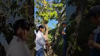 Curando arboles enfermos.