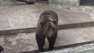 Funny Animals. Bear Peeing and Eating - Fliffies!