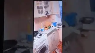 Почему не стоит заводить енота