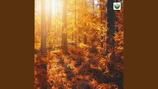 Early Sunrise