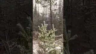 Снежный лес. 🌲❄