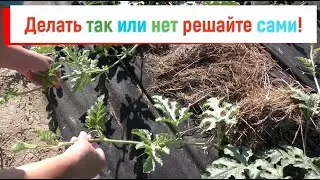 This is not a necessary operation when growing watermelons, but I always do it.