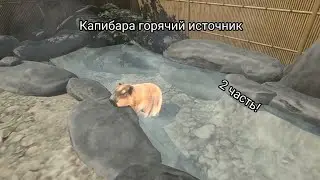 Ухаживаем за капибарой! В капибара горячий источник. 2 часть