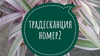 Цветок для улицы и дома.#цветынаюге