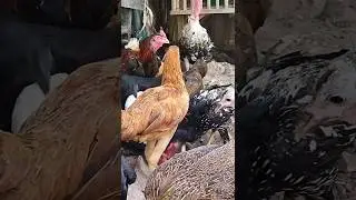 pada bejubel#shorts #ayam #chickenbreeds