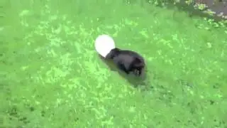 Zenci pembeliyi fena kitliyor
