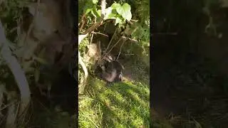 Кошачий рамс-2.