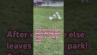 After everyone leaves the dog park! Cotton& Candy go wild! #lol #fun #dogs #4k #doglovers #subscribe