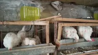 Кормление бройлеров зимой, вода как основа жизни.