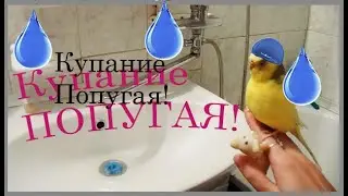 Купание Волнистого ПОПУГАЯ! Как купается попугай?! Parrot bathing. Уход и содержание попугая)))