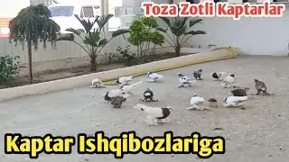 Tashkent Qopqoni Kaptarlari Namangan Shamshiboy Bozori Kaptarlari. ishqibozlari bormi.