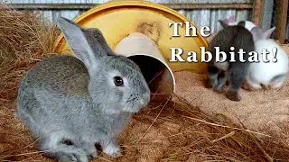 Building our Rabbit Colony | From cage to kindness - Free Range Homestead Ep 55