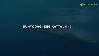 YARATGAN OLOHNIN OZIGA SHUKUR KOK KIT ALBATA KORIN