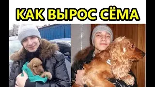 Как Сёма был щенком: от 2 месяцев до 9 лет