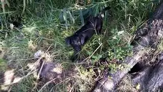 Утки, крыски, черепахи.