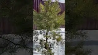солнышко жгучее колючки колючие